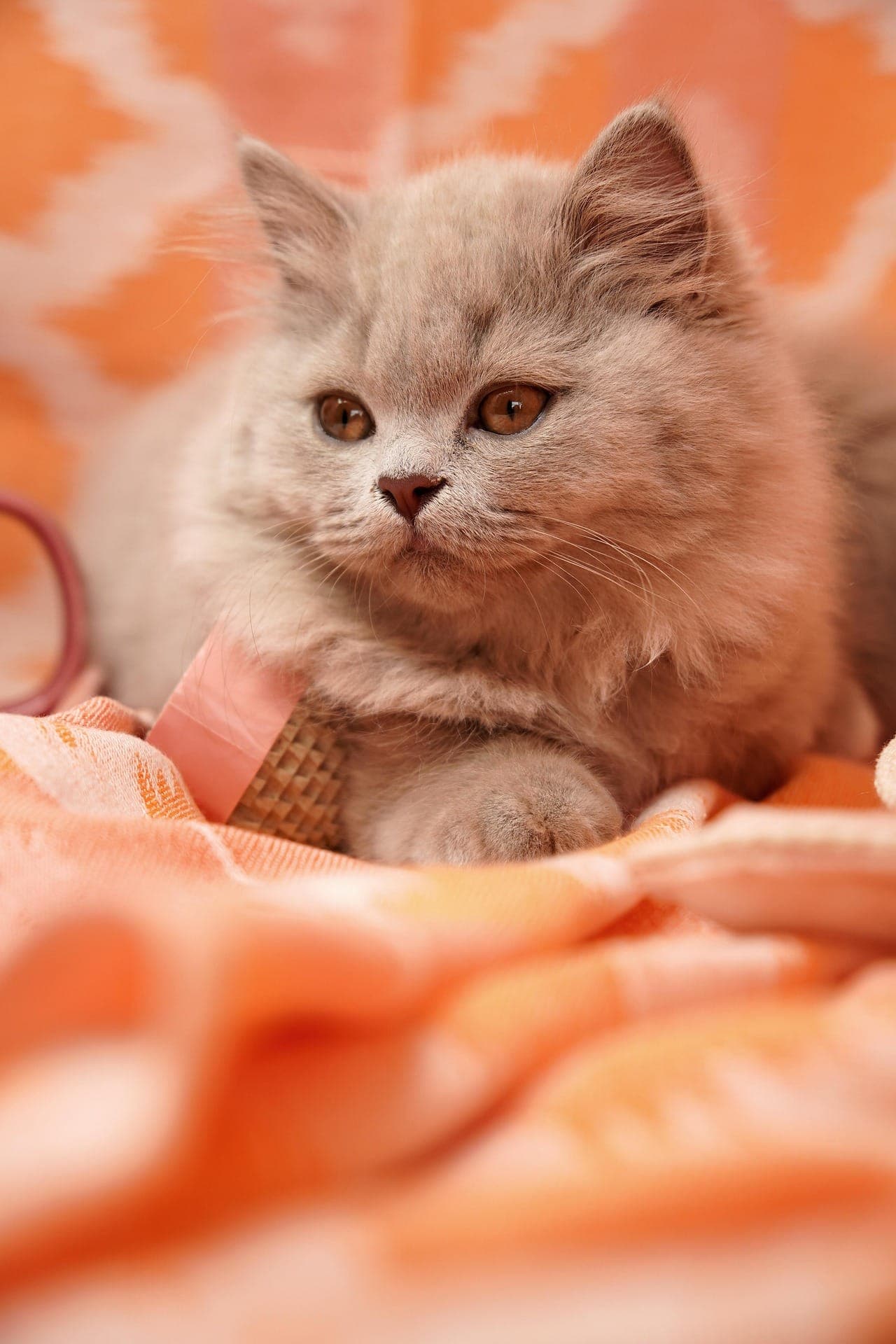 A cream cat lying on a blanket