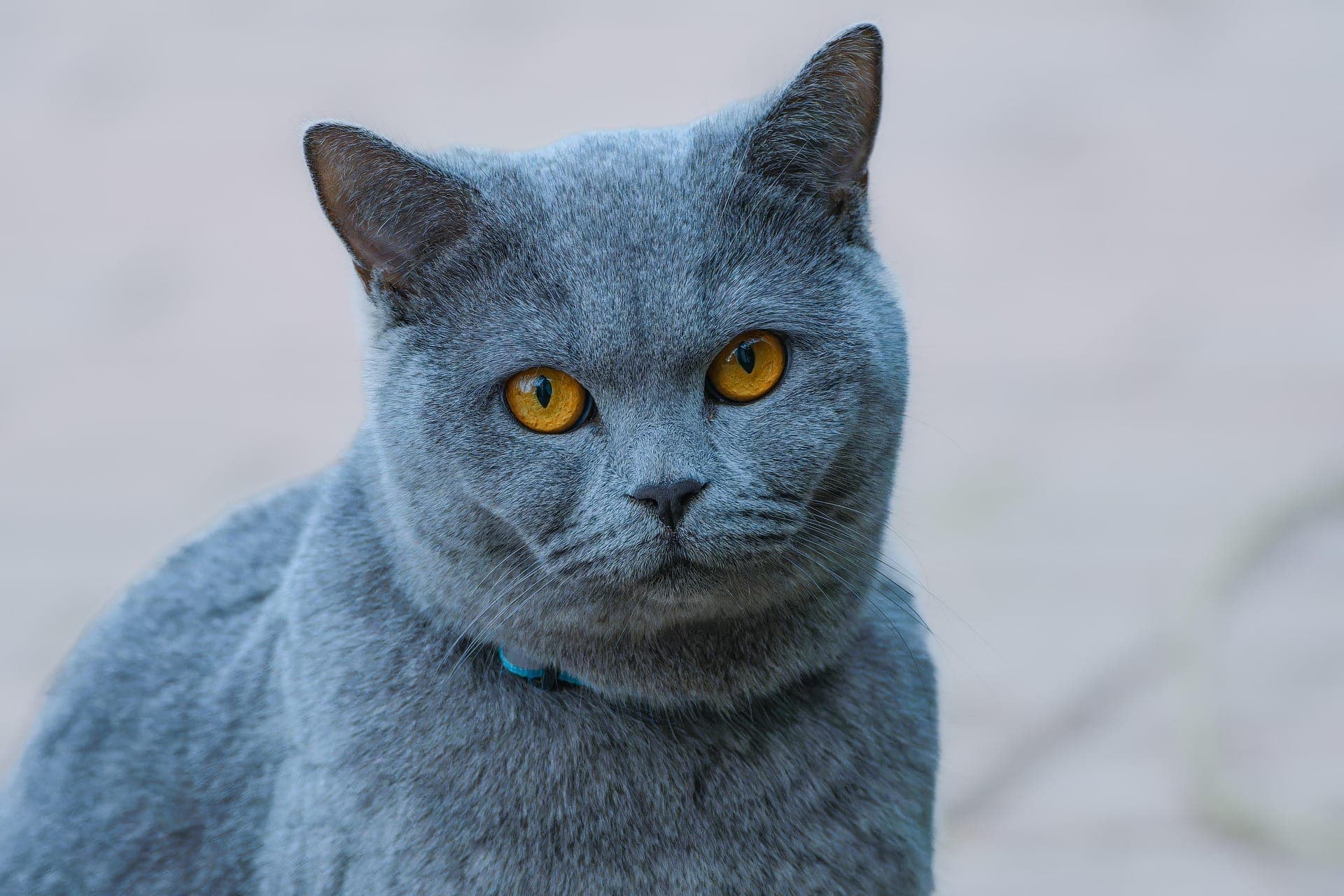 A blue-grey cat with orange eyes