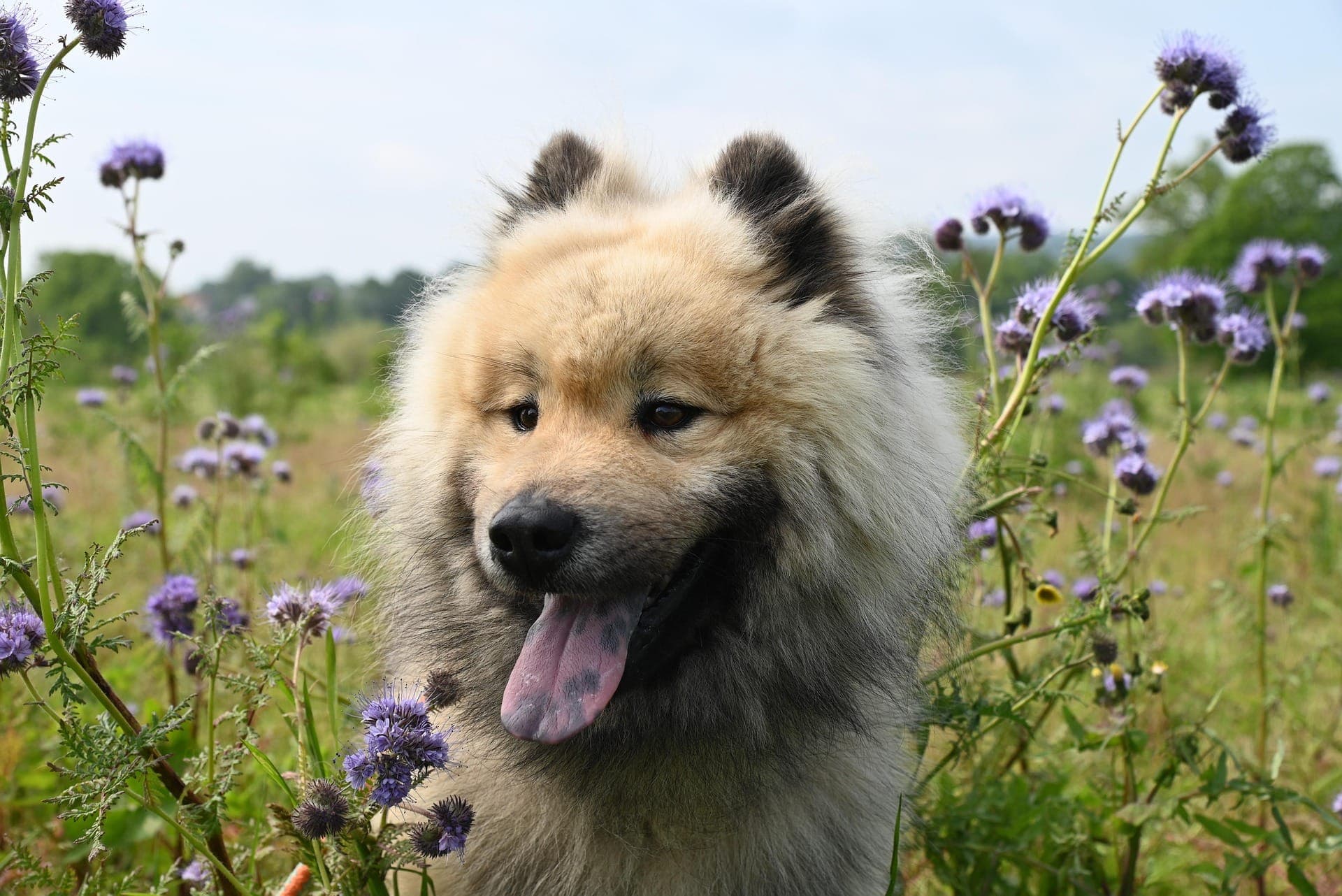 A cream-coated dog with its tongue out, in a field of purple flowers