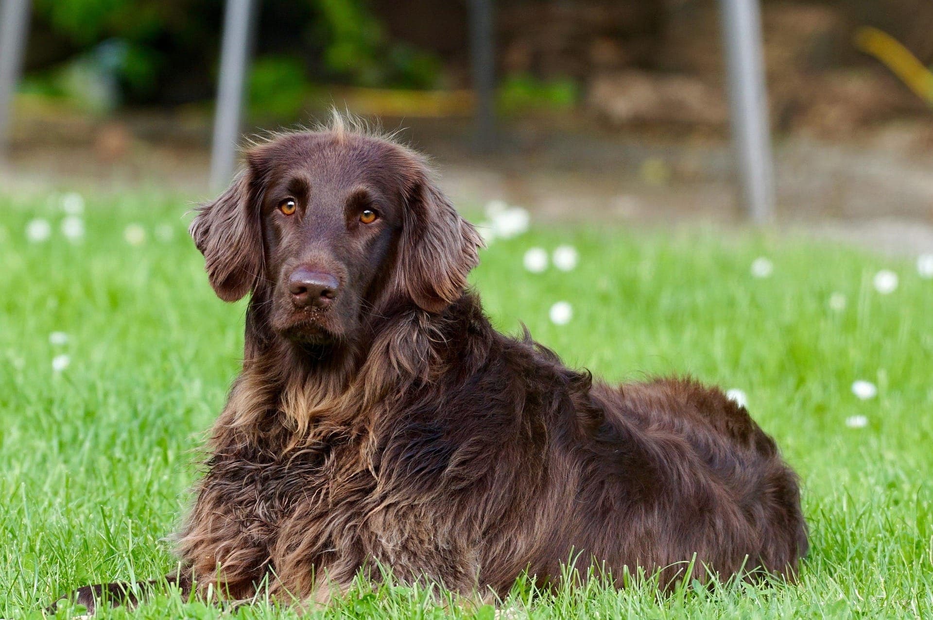 A long-haired brown dog lying in the grass