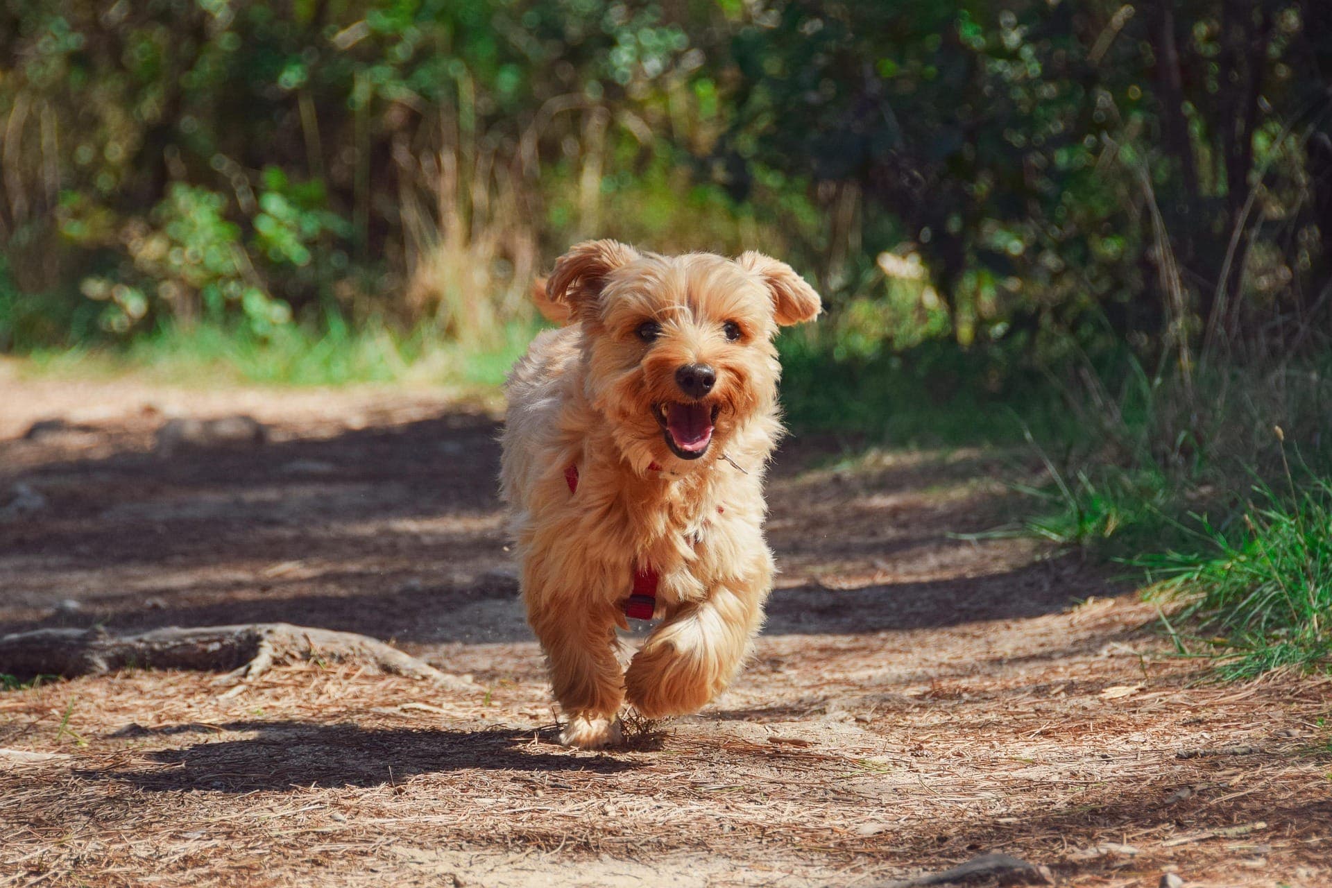 A puppy running along a trail